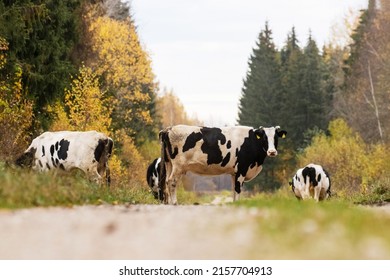 A herd of domestic black and white cows walking on a road between autumnal forests in Estonian countryside, Northern Europe.	