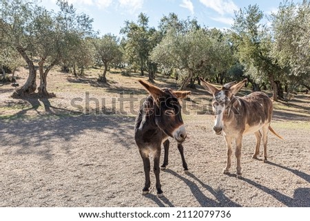 Herd of donkeys in rural scene