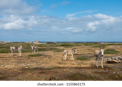 A herd of donkeys stares at the camera on rocky terrain with the Caribbean Sea in the background under a blue sky on the island of Bonaire; landscape