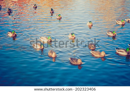 herd of ducks on water