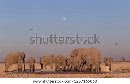 Similar – Herd of African elephants walking in Namibian landscape