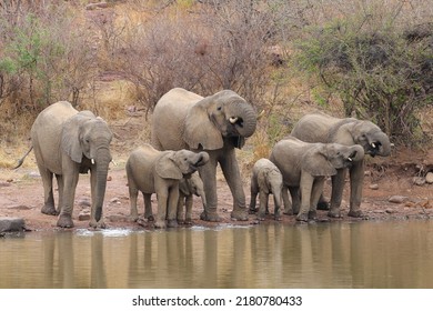 Herd Of Elephant With Babies Drinking Water From A Quiet Dam, South Africa