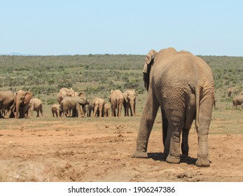 Herd Of Elephants, Addo Elephant Park