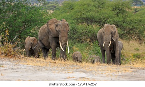 Herd Of Elephants In Africa