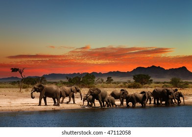 Herd Of Elephants In African Savanna At Sunset