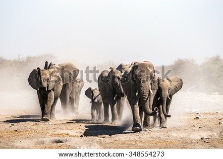 A herd of elephants approaches a waterhole in Etosha national park. Northrtn Namibia, Africa.