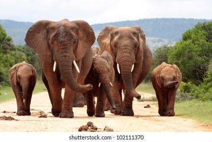 A herd of elephants with baby calves approaches us. Took the shot at a low angle to enhance the portrait. Taken in Addo elephant national park,eastern cape,south africa
