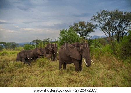 A herd of elephants bath in mud surrounded by golden grass of the savanna at Serengeti National Park, Tanzania, Africa during the afternoon.