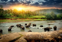 Un Troupeau D'éléphants Se Baignant Dans La Jungle Du Fleuve Sri Lanka