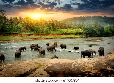 Herd of elephants bathing in the jungle river of Sri Lanka