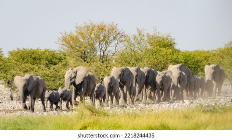 A Herd Of Elephants And A Cast Away Bull