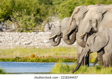 A Herd Of Elephants And A Cast Away Bull