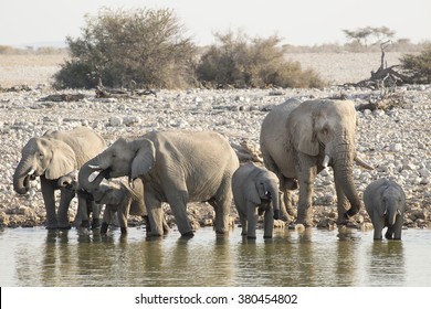A herd of elephants drink at a water hole