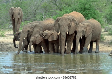Herd of Elephants drinking at the water hole