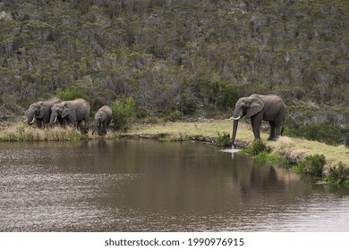 A herd of elephants drinking water in a pond