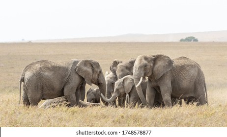 Herde der Elefanten, die sich um ein totes Familienmitglied Serengeti Tansania versammeln