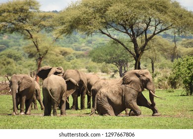 Herd Of Elephants In Mikumi National Park