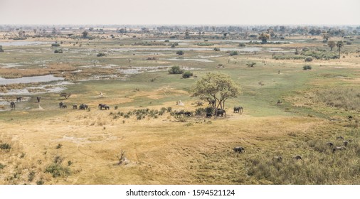 Herd Of Elephants In The Okavango Delta (aerial View From A Helicopter)