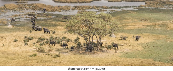 Herd Of Elephants In The Okavango Delta (aerial View From A Helicopter)