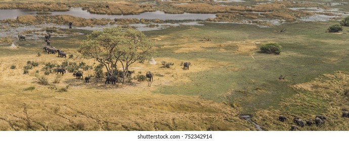 Herd Of Elephants In The Okavango Delta (aerial View From A Helicopter)