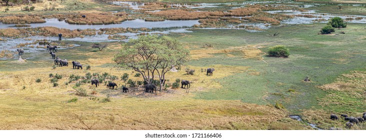 Herd Of Elephants In The Okavango Delta, Botswana (aerial View Shot From A Helicopter)