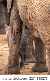 A herd of elephants protects a calf, or rather baby, at a waterhole. Large herd at waterhole with small sweet elephant in the wild Tsavo National Park, Kenya, East Africa - Shutterstock ID 2274135273
