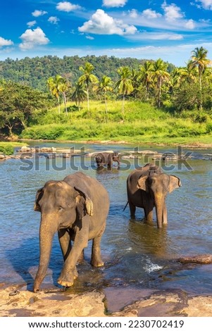 Herd of elephants at the river in central Sri Lanka in  a summer day