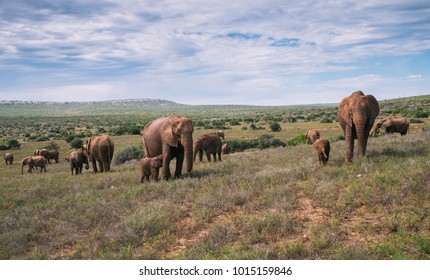 A Herd Of Elephants Roaming The Savanah