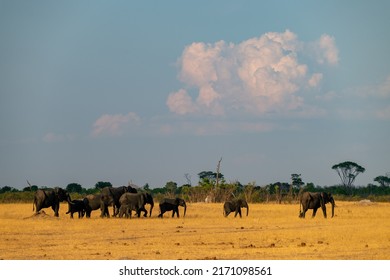 herd of elephants roams the savannah
