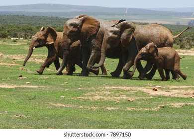 Herd Of Elephants Running Towards A Waterhole