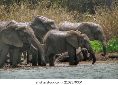 A Herd Of Elephants In The Safari Of Tanzania, Selous Game Reserve