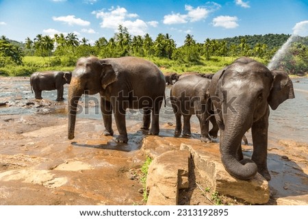 Herd of elephants in Sri Lanka in a summer day