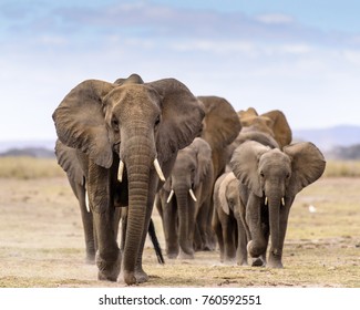 Herd Of Elephants Walking Directly To Camera