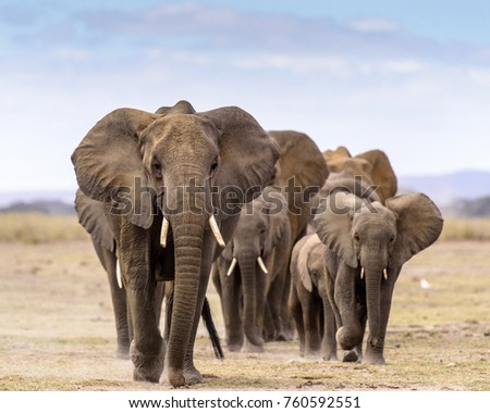 herd of elephants walking directly to camera