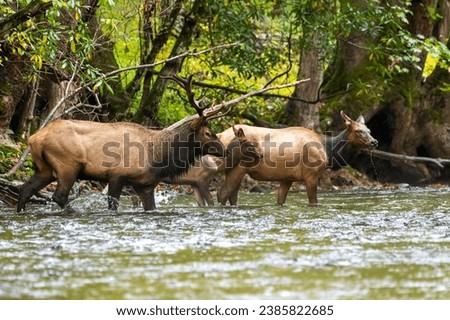 A herd of Elk crossing a creek 