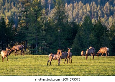 Herd of elk graze in pasture on the outskirts of Whitefish, Montana, USA