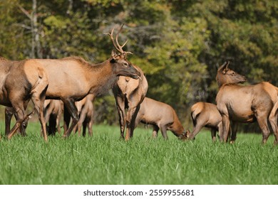 A herd of elk grazing in a lush green meadow with a forest backdrop, showcasing wildlife in its natural habitat. - Powered by Shutterstock