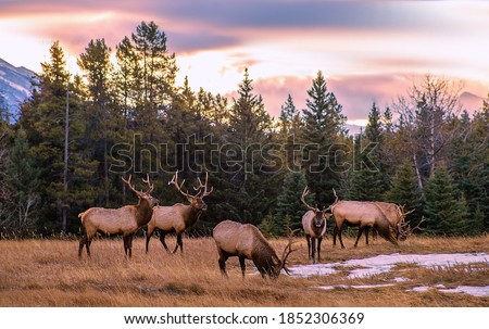 A herd of elk grazing in the mountains at sunrise