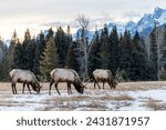 Herd of Elks grazing on snowy patches in Banff National Park, Alberta, Canada.