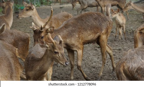 89 Babi Rusa Images, Stock Photos & Vectors | Shutterstock