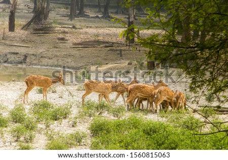 A herd of fallow deer or Chital ( hoofed ruminant mammals – Cervidae family) spotted in the midst Of picturesque greenery forest back drops. Bhadra Wildlife Sanctuary, Karnataka, Western Ghats, India.