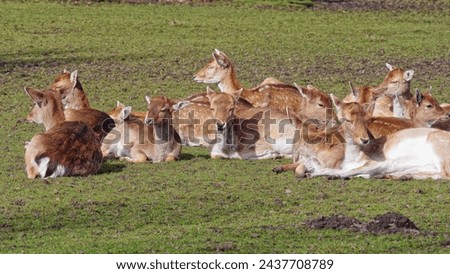 A herd of fallow deer rest in a meadow near the forest on a warm spring day.