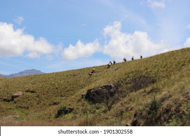 Herd Family Of Kudu Buck Antelope (Tragelaphus Strepsiceros) Outdoor On Hill Meadow In Scenic African Nature Landscape Of Beautiful Tourism Landmark Drakensberg Mountains (uKhahlamba), South Africa.