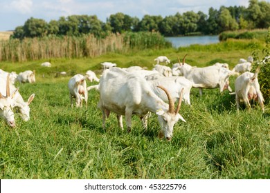 Herd Of Farm Milk Goats  On A Pasture 