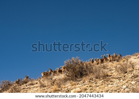Herd of Female Barbury Sheep Climb Rocky Hillside in Guadalupe Mountains National Park
