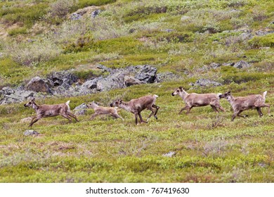 Herd Of Female And Young Caribou Running On Alpine Tundra In Yukon, Canada