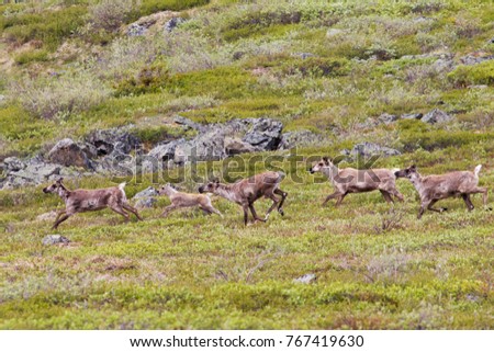 Herd of female and young Caribou running on alpine tundra in Yukon, Canada
