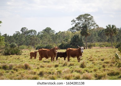 Herd Florida Cracker Cows Indiantown 260nw 1634281138 