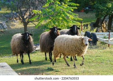 A Herd Of Fluffy Sheep Grazing On A Field