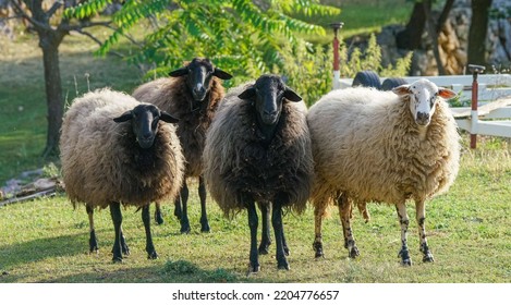 A Herd Of Fluffy Sheep Grazing On A Field